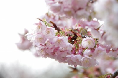 桜花漬