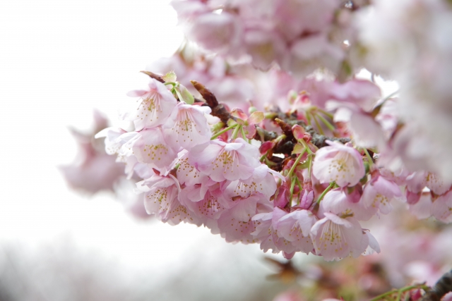 桜の花酢