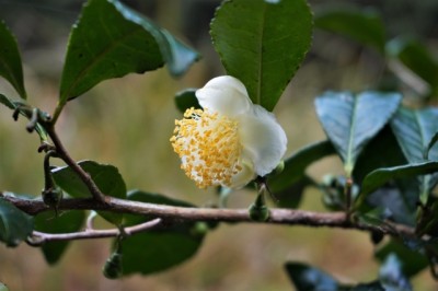 茶花抽出物