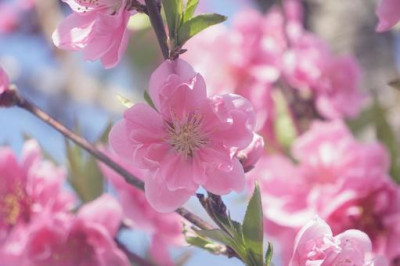 ももの花粉末